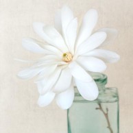 fine_art_flower_photography_print_white_magnolia_1_b196b2a4-fe27-4bb3-8f48-b270ec5c33df_1024x1024