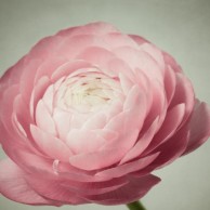 pink_ranunculus_flower_photography_print_4_1024x1024